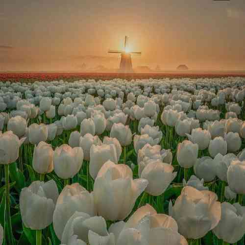 داوود روحانی داداشی من پر زده تو آسمون مبارکش باد منزل نامهربون